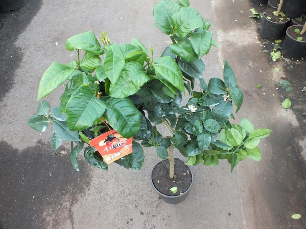 Orangenbaum Arcobal 70–100 cm – Citrus sinensis ‘Arcobal’ – exotischer Zitrusbaum, aromatische Früchte, Kübelpflanze für Balkon & Terrasse