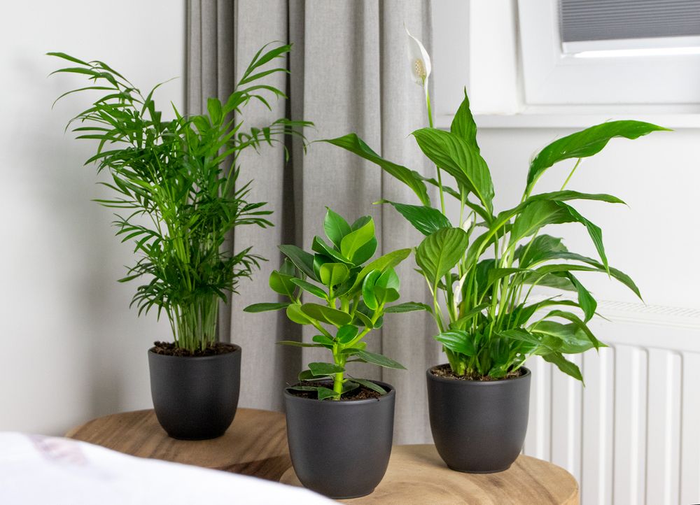 Bloomique - 3er-Mix - Schlafzimmerpflanzen - Spathiphyllum, Clusia, Chamaedorea - Zimmerpflanzen - 30-40 cm Hoch - Topf 12 cm