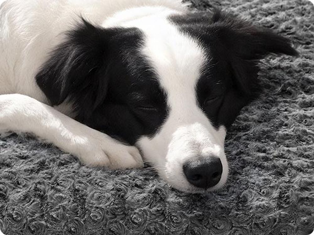 Feandrea Hundebett, flauschige Hundematte, Plüsch, weiche Polsterung, waschbar, rutschfest