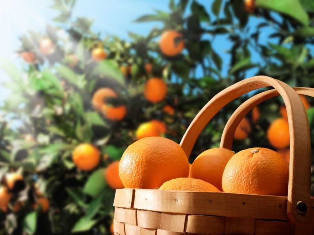 Meine Orangerie Orangenbaum Mezzo - echte Orange - Zitruspflanze - 70 bis 90 cm - Citrus sinensis - Orange Tree - veredelter Apfelsinenbaum in Gärtner-Qualität
