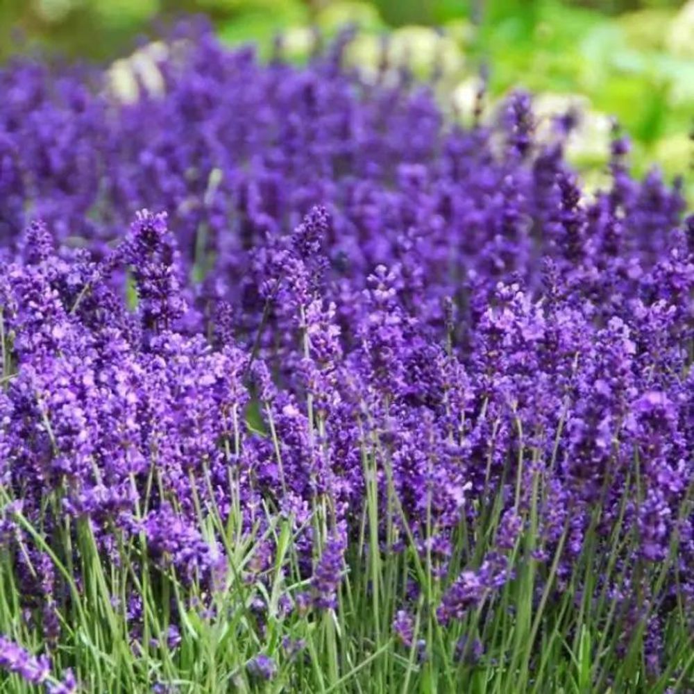 Blauvioletter Lavendel 'Hidcote' mit graugrünem Laub
