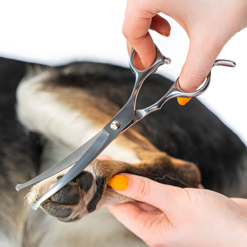 Scheren set Hundeschere mit Rundspitze Kamm Fellpflege-Set mit etui, Effilierschere, Fellschere, für Hunde Katzen Haustier zubehör Edelstahl Retoo