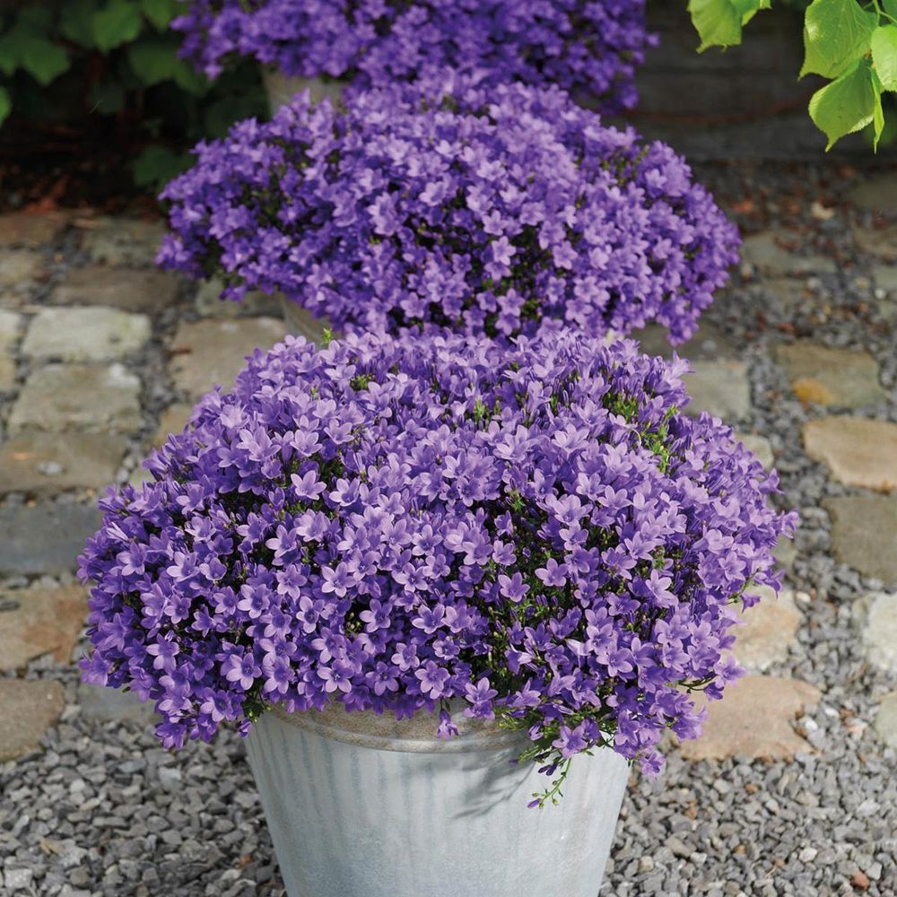 Campanula Addenda Glockenblume lila 12cm Topf 6 Pflanzen ausreichend für 1qm Bodendecker Ambella winterhart