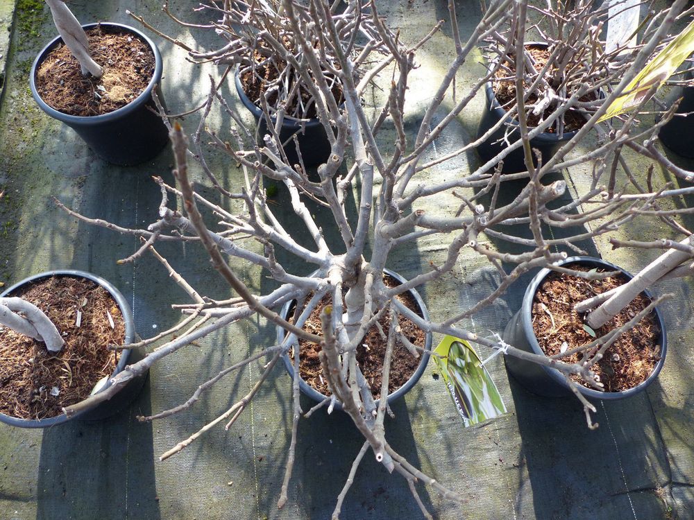 Feigenbaum - hell UND dunkel - in 1 Topf, Obstbaum, winterhart, Ficus Carica, Feige
