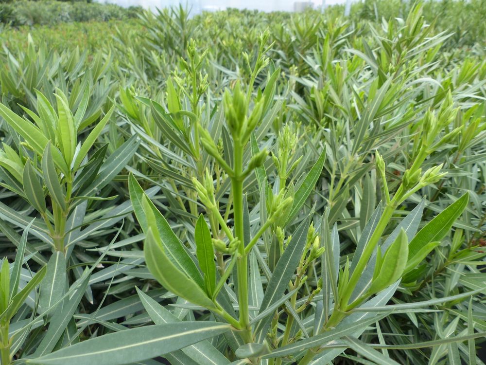 Oleander  100 - 120 cm Busch Nerium Krone Ø50-60cm Rosenlorbeer Premium rot