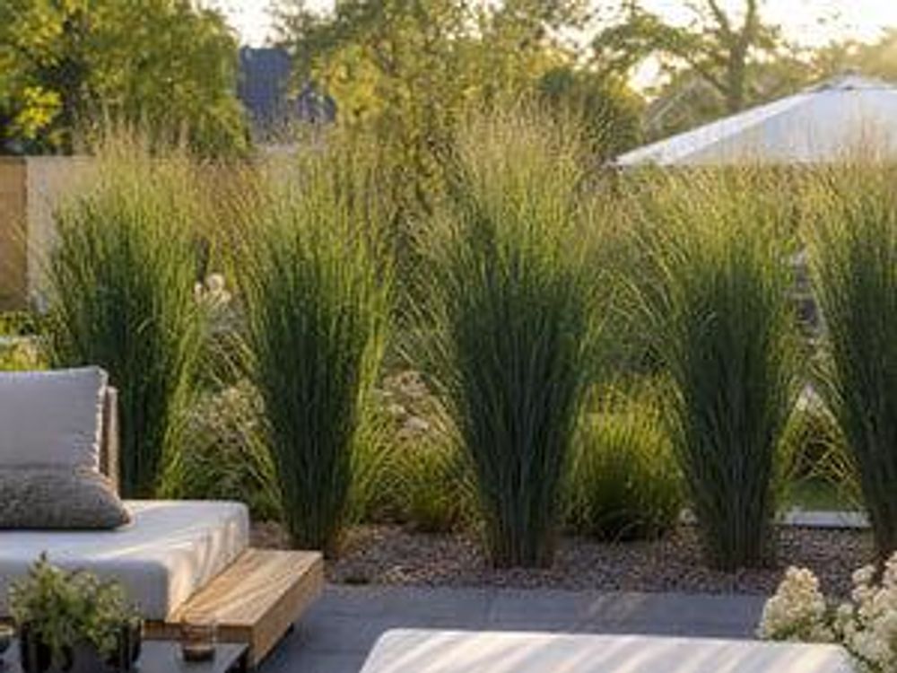 Ruten-Hirse Reihe als lebender Sichtschutz hinter Gartenlounge