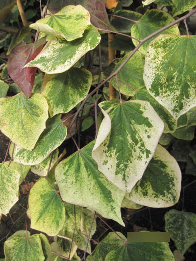 Cercis canadensis Carolina Sweetheart - Kanadischer Judasbaum - 150 - 175cm