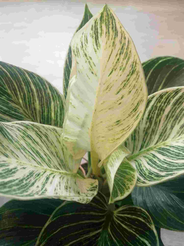 bromelie pink Bromeliad ( Neoregelia ' Pink Powder ' ) for Sale