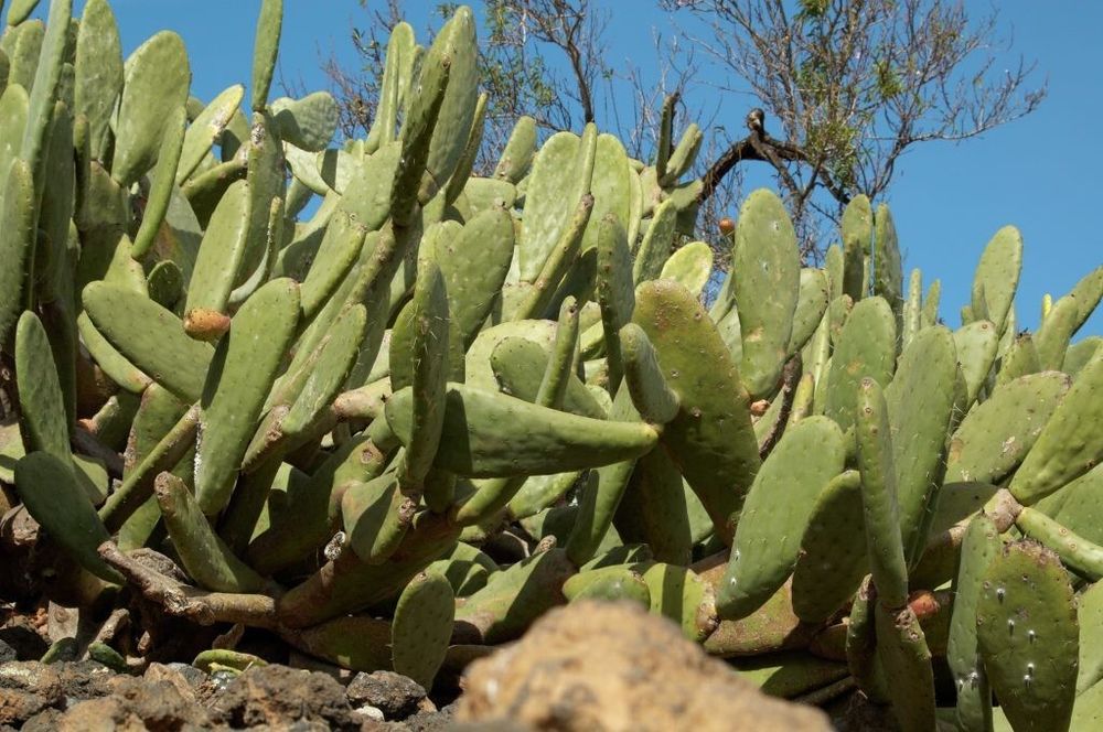 Bloomique - Opuntia Rubescens - Road Kill Kaktus - Kaktuspflanze - Zimmerpflanzen - 20-30 cm Hoch - Topf 12 cm