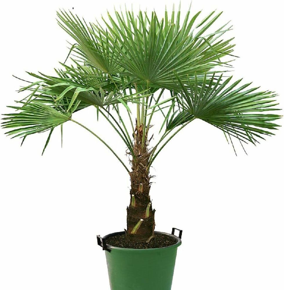 Trachycarpus Fortunei Hybrid Hanfpalme bis 100cm aus Freilandzucht Frosthart bis -18 Grad