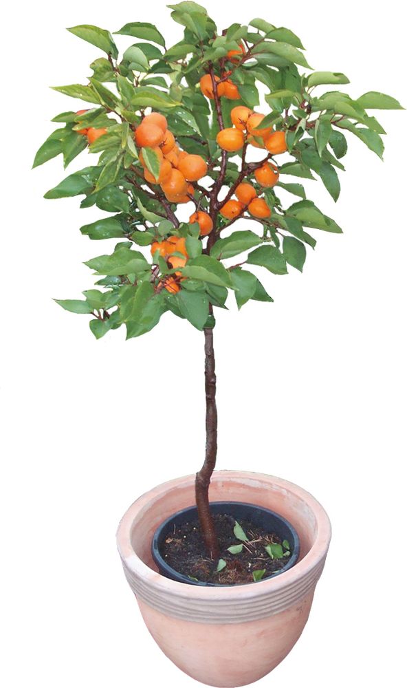 BALDUR Garten 1x Aprikose 'Compacta Super Compact®', Pflanze im 3 Liter-Topf, Aprikosenbaum, Prunus armenica, winterhart, mehrjährig, reiche Ernte an essbaren Früchten, selbstfruchtend, Obst-Rarität