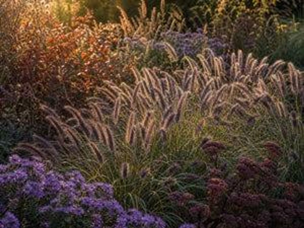 Horst über buntem Herbstbeet mit Heide und Stauden