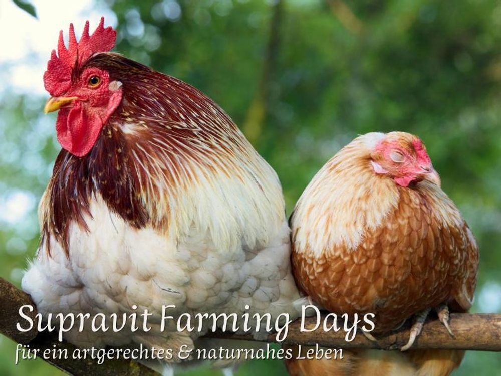 Huhn und Hahn im Grünen auf einem Ast sitzend