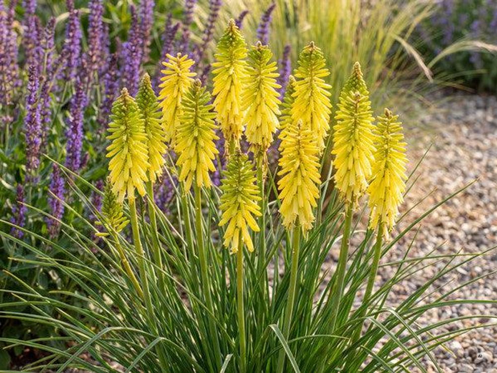 Kniphofia 'Lemon Popsicle'