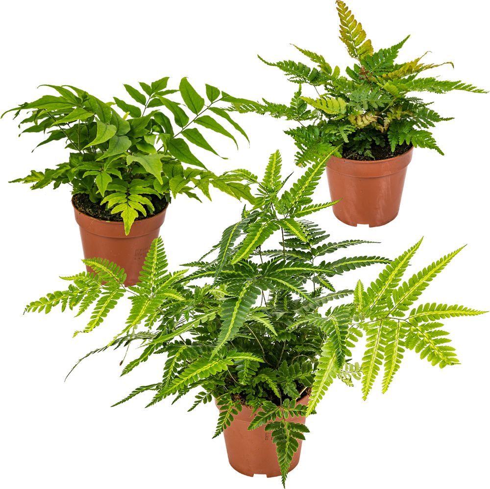Bloomique - 3er Set - Farne Winterhart für Garten - Gartenpflanze - Immergrün - Stauden - Höhe 20-30 cm - Topf 12 cm