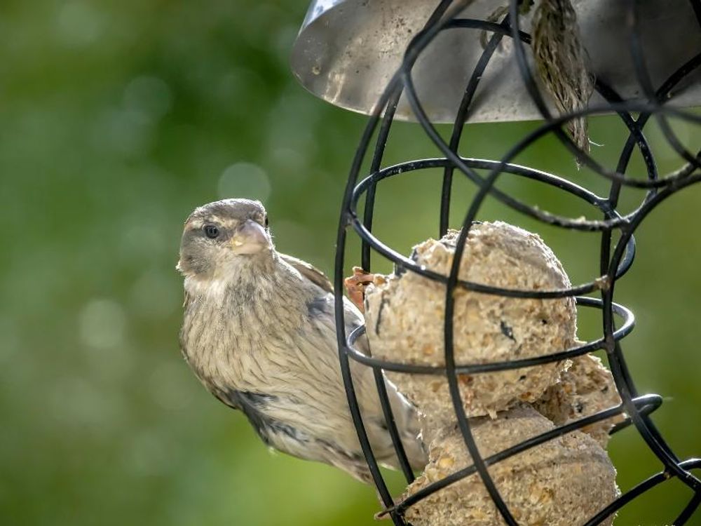 Vogel an Futterstelle