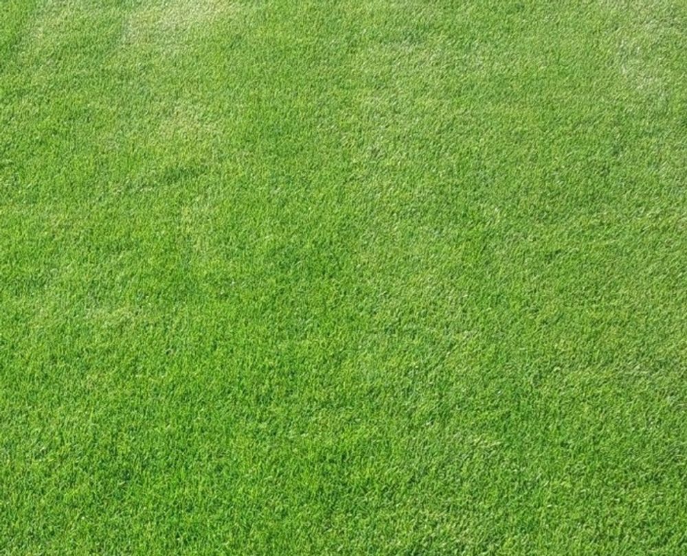 Barenbrug Rasensamen 5kg bis 250m2 - RPR Lawn beschichtet - extrem starker selbstheilender Rasen - schnellwüchsiger und starker Spiel- und Sportrasen - selbstheilend - sowohl zur Aussaat als auch zur Übersaat geeignet