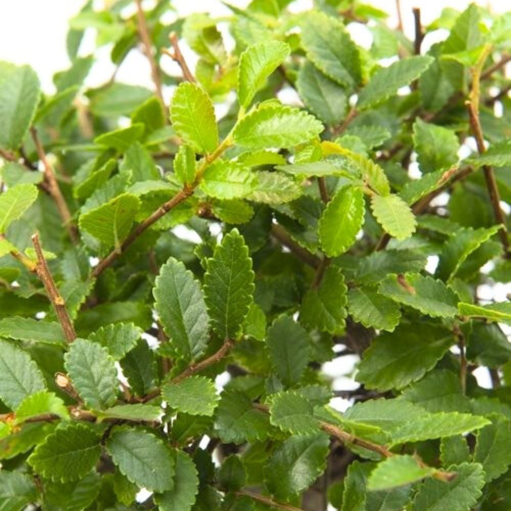 Bonsai Baum 6-9 Jahre (15 cm Schale)