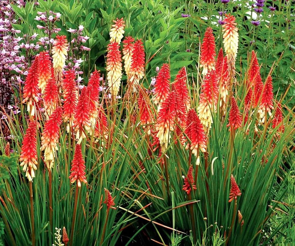 Kniphofia 'Orange Vanilla Popsicle'