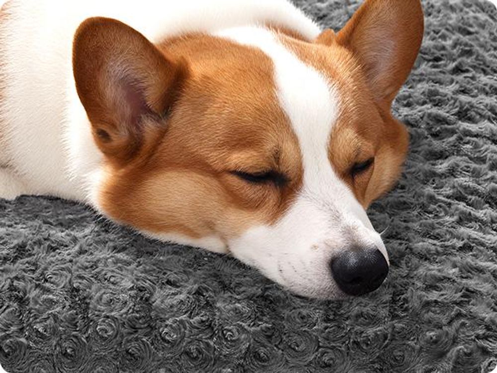 Feandrea Hundebett, flauschige Hundematte, Plüsch, weiche Polsterung, waschbar, rutschfest