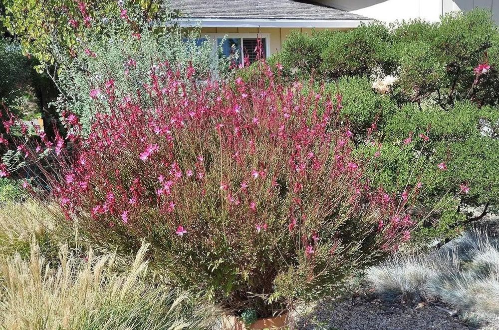 Gaura 'Siskiyou Pink'