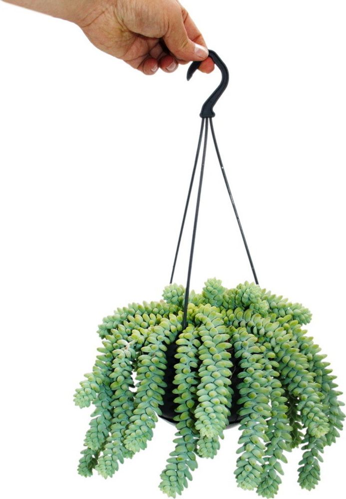 Sedum morganianum 'Burrito' – Affenschaukel – 14 cm Hängetopf – Hängende Sukkulente