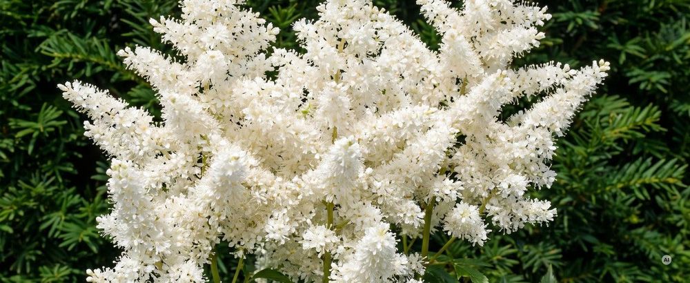 Blüte: Juni bis Juli