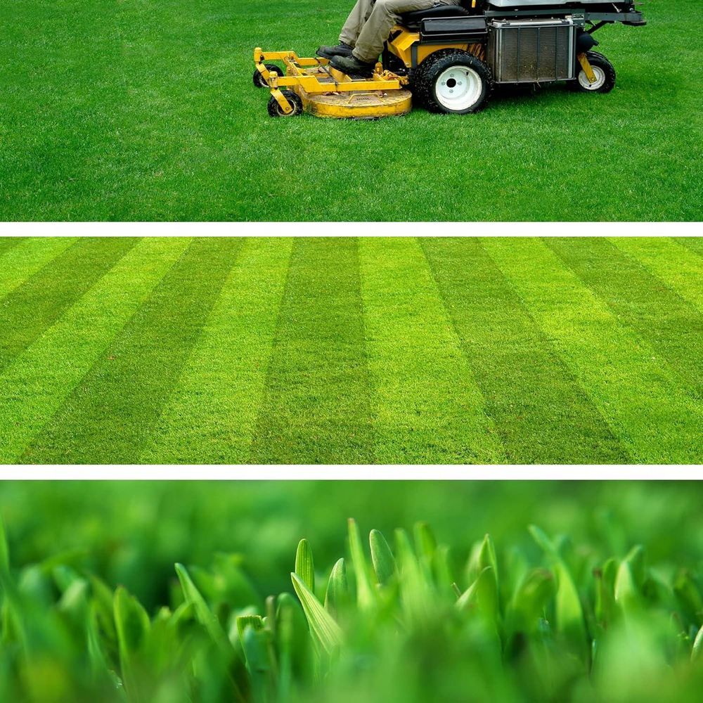 KADAX Rasensamen, Grassamen, schnellwachsendes Gras, schnellkeimender Rasensamen