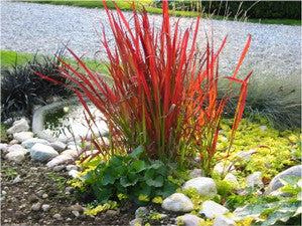 Roter Horst zwischen Findlingen am kleinen Teich