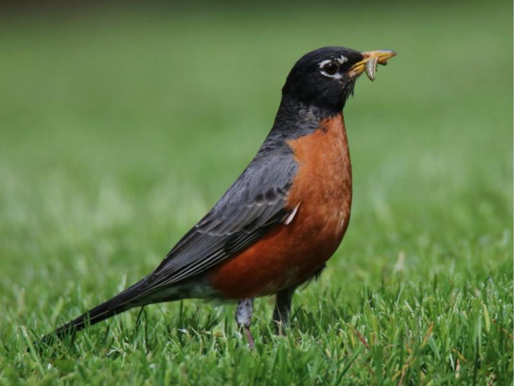 Vogel mit Insekt im Schnabel