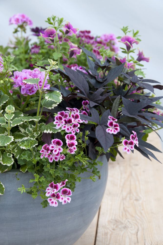 Bloomique - 6er-Mix - Großblütige Petunie - Farb-Mix - Beetpflanzen - Gartenpflanzen - 15-20 cm Hoch - Topf 10,5 cm