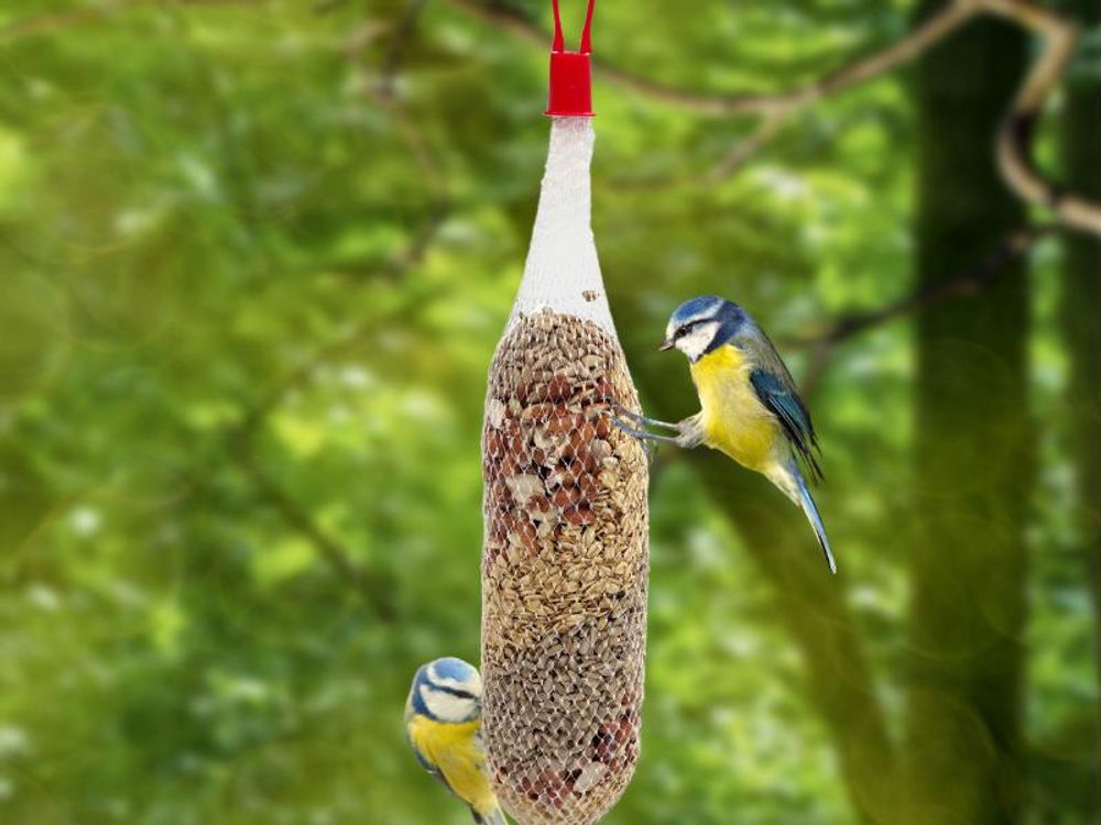 Vogel an Futterstelle