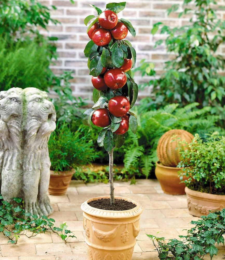 BALDUR Garten 1x Befruchtersorte Apfel 'Gala', Pflanze wurzelballiert, essbare Früchte, Säulenapfel, Säulenobst winterhart, platzsparende Säule für kleine Gärten, Balkone & Terrassen, Malus domestica