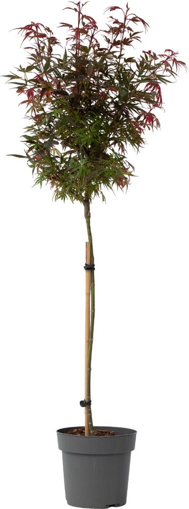 Japanischer Ahorn - Acer palmatum 'Shaina' - Höhe 80-90cm - ⌀19cm