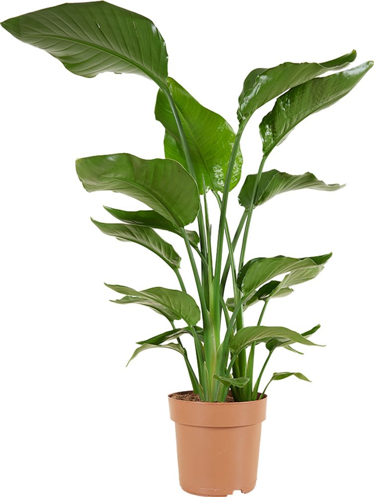 Strelitzia Nicolai - Strelitzie Pflanze - Paradiesvogel Pflanze - Zimmerpflanzen Groß - Grünpflanzen Luftreinigend - Höhe 70-80 cm - Topf 17 cm