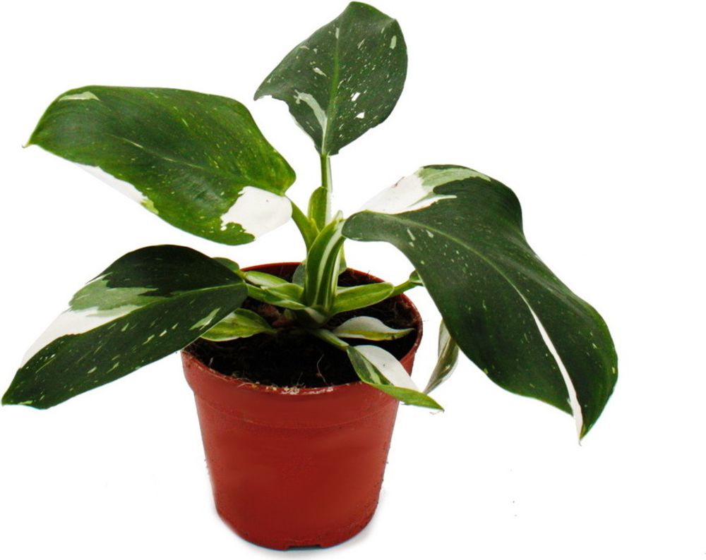 Philodendron White Princess - weiß-grüner Baumfreund - 12cm Topf