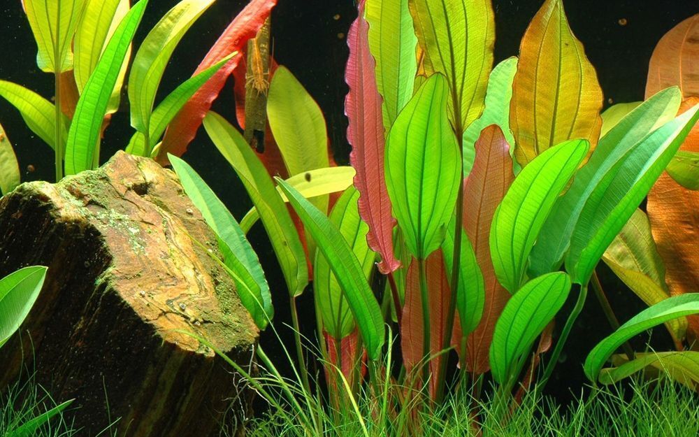 Aquarium Pflanze 3 Stück Echinodorus 'Red Diamond' AquaOne Nr.374D Wasserpflanze