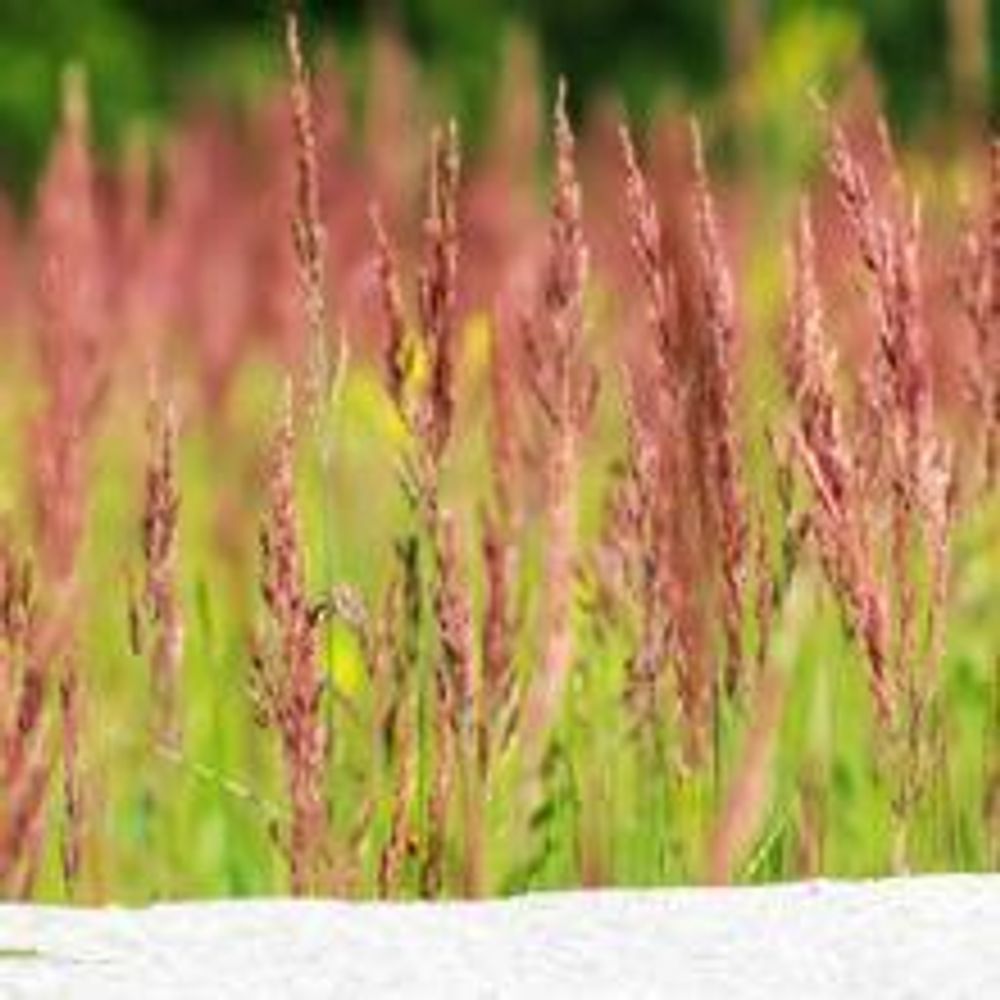 1 kg Rasensamen trockenresistent dürreresistent für Trockenrasen & Schattenrasen Samen Grassamen schnellkeimend, 40m², ideal für Neuansaat und Nachsaat, Rasensaat Grassamen