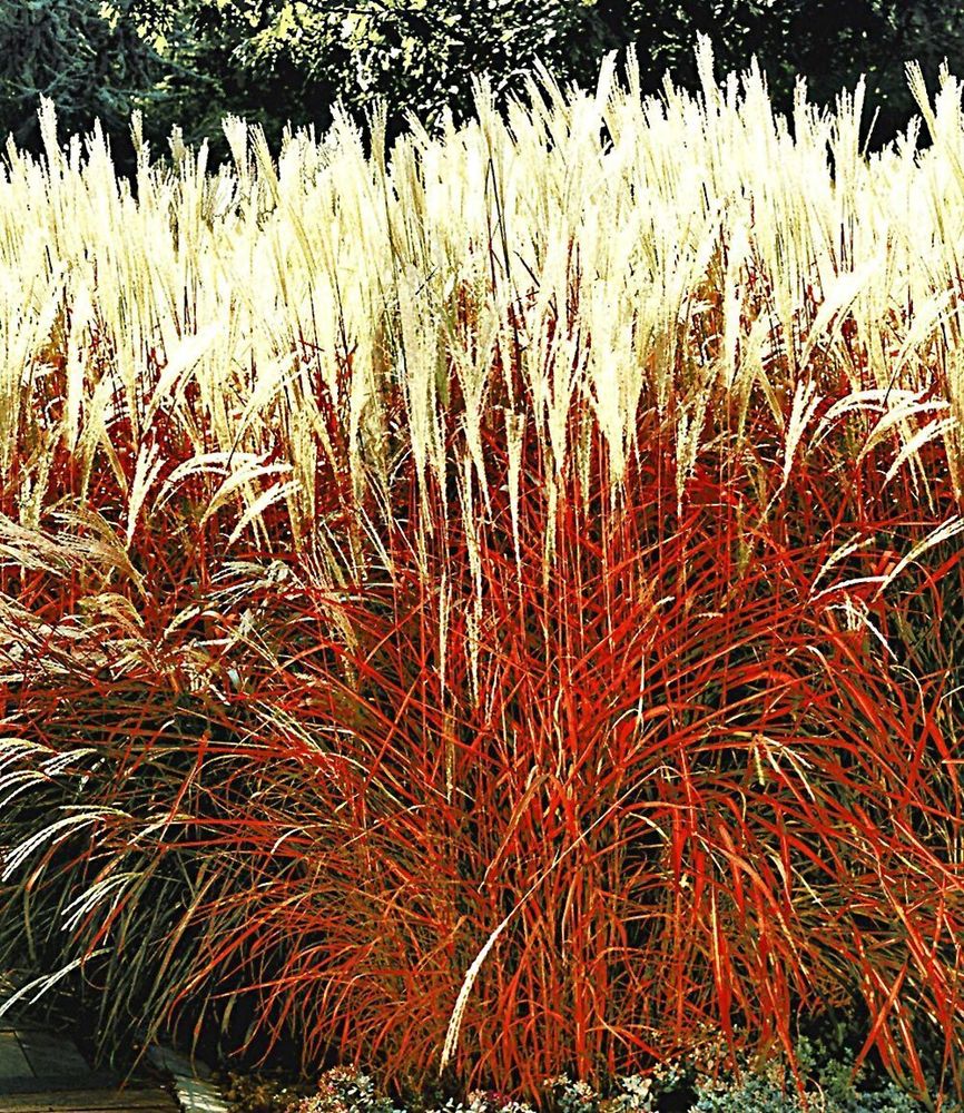 BALDUR Garten 2er Gräser-Kollektion winterhart, Pflanzen im Topf, besteht aus je 1 Pflanze roter Bambus Chinese Wonder Fargesia jiuzhaigou No.1 und Ziergras Indian Summer Chinaschilf, mehrjährig