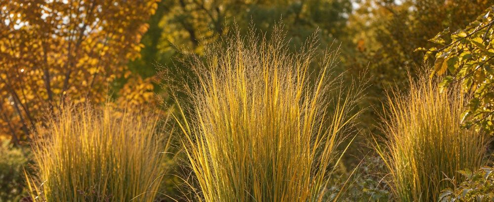 Goldene Säule in tiefem Herbstlicht