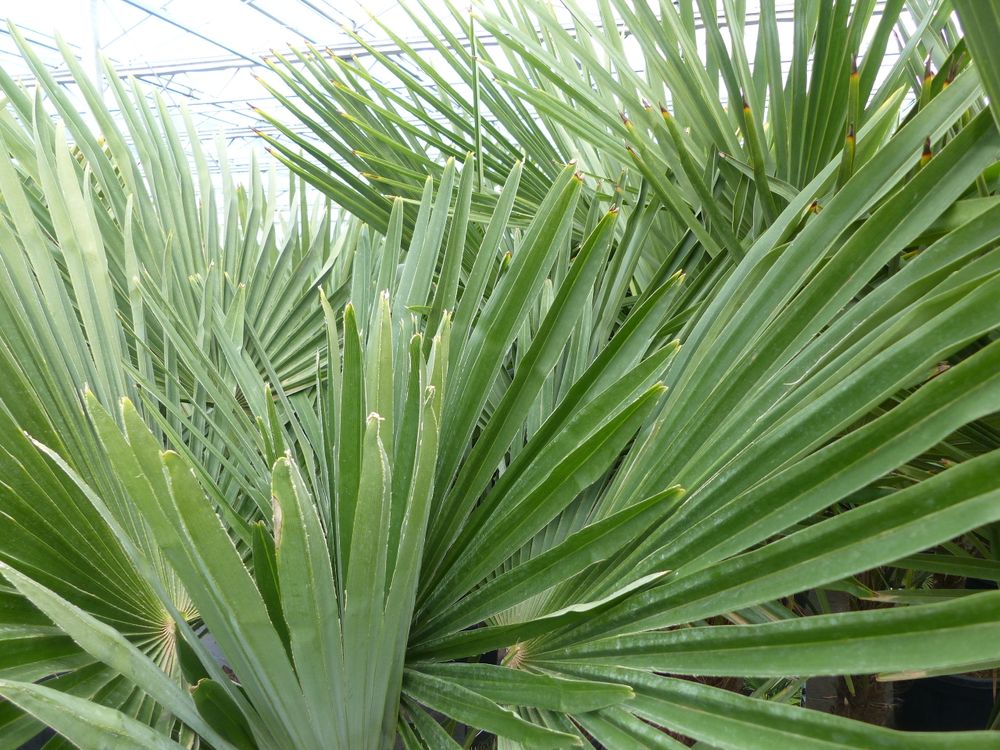 5 Stück Trachycarpus Fortunei - winterharte Hanfpalme XXL