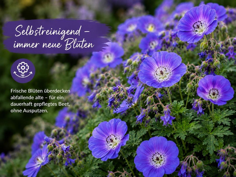 Nahaufnahme: frische Blüten überdecken abfallende alte – Hände bleiben in der Hosentasche.