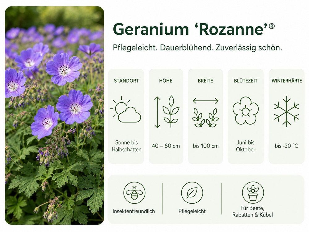 Icon-Infografik (Empfehlung 5): klare Symbole für Standort, Höhe, Breite, Blütezeit, Winterhärte – m