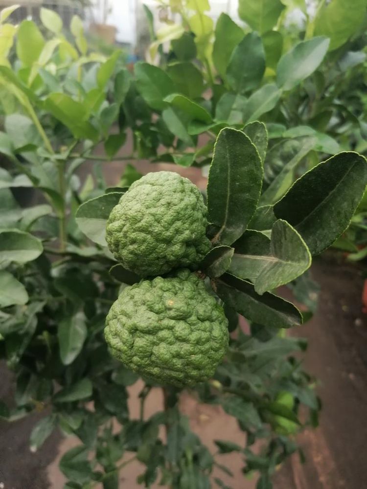 Kaffir-Limette 140–180 cm – Citrus Hystrix Combava – exotischer Zitrusbaum mit aromatischen Blättern für Küche & Garten