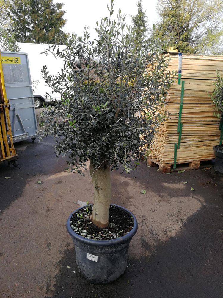 XXL Olivenbaum 25-30 Jahre alt - Olea Europea Hochstamm 160-200 cm Stammumfang 20 cm Formgehölz