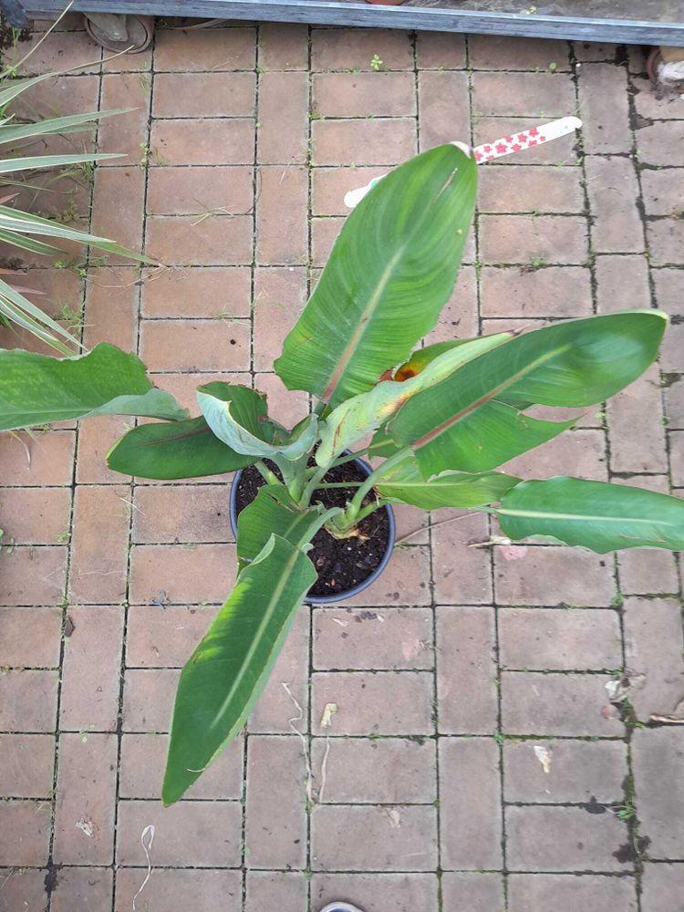 Strelitzia reginae 80–100 cm – Paradiesvogelblume, exotische Zimmerpflanze, Strelitzie, große Grünpflanze, 2–3 Pflanzen pro Topf