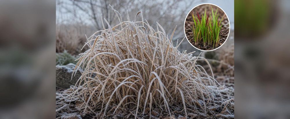 Wintergerechter Horst mit strohigem Laub und Raureif