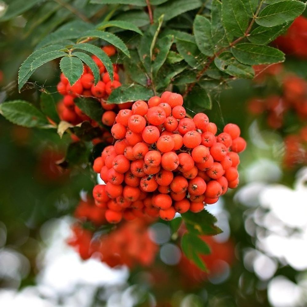 Eberesche Sorbus Edulis Wildobst leuchtend rote Früchte essbar Vogelnährgehölz 100-125 cm 5-7,5 L Topf