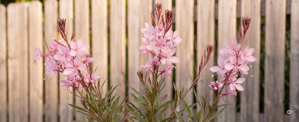 Blüte: zartrosa, Juni bis Ende Oktober