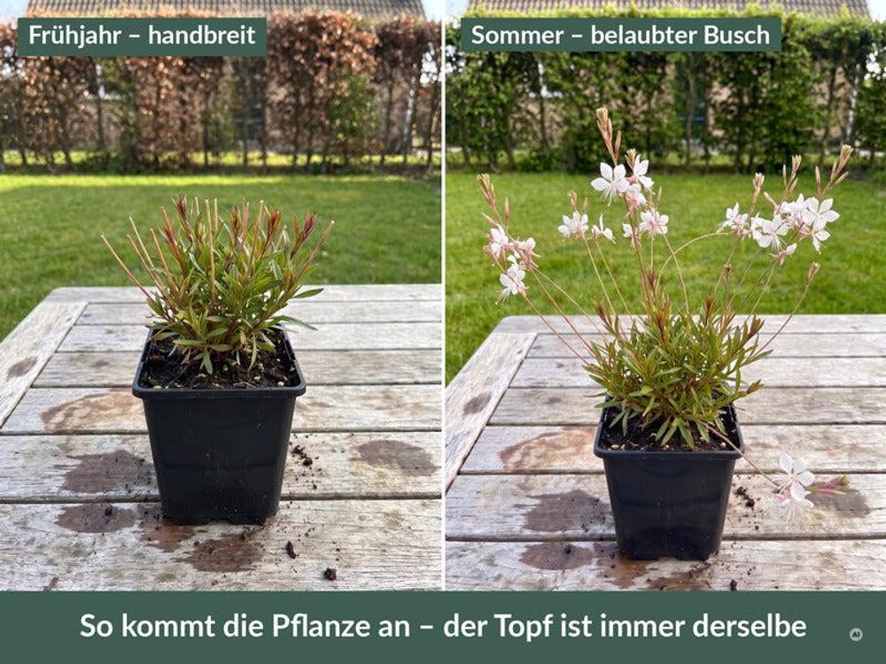 Lieferzustand im 9 x 9 cm Topf im Frühjahr und im Sommer